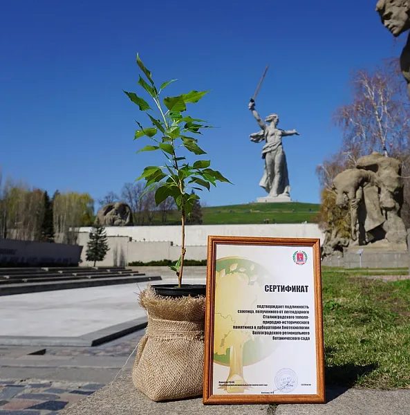 Тополь Побeды посадят в&nbsp;Волгоградe