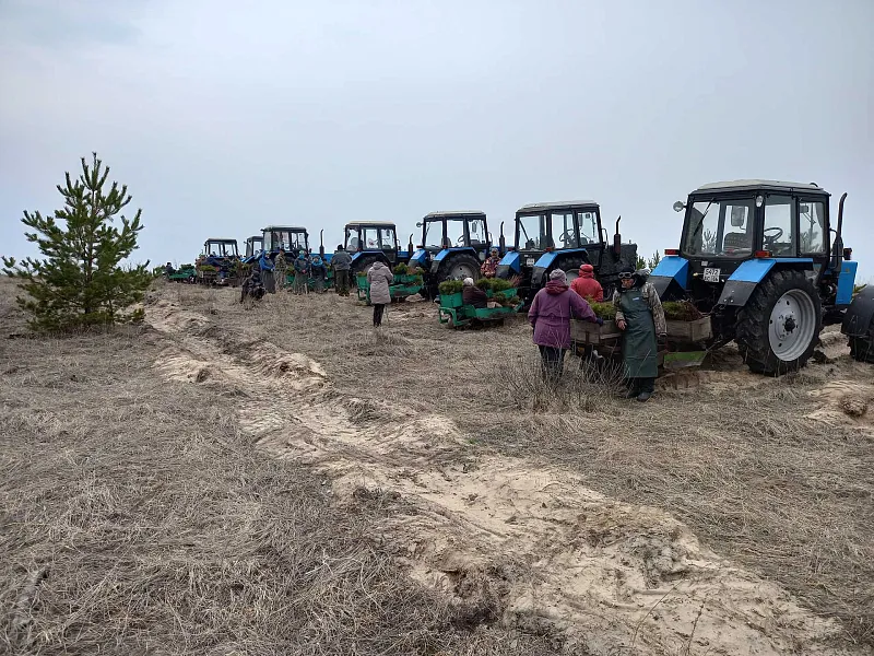 В&nbsp;Воронежской области начали применять новую технику при посадке деревьев